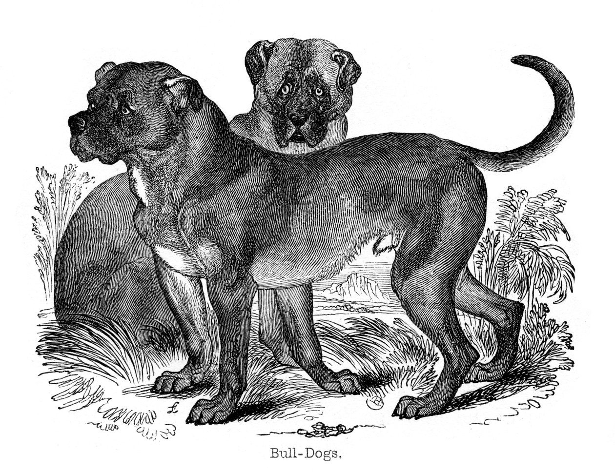 Buldok, 1848 od Unbekannt