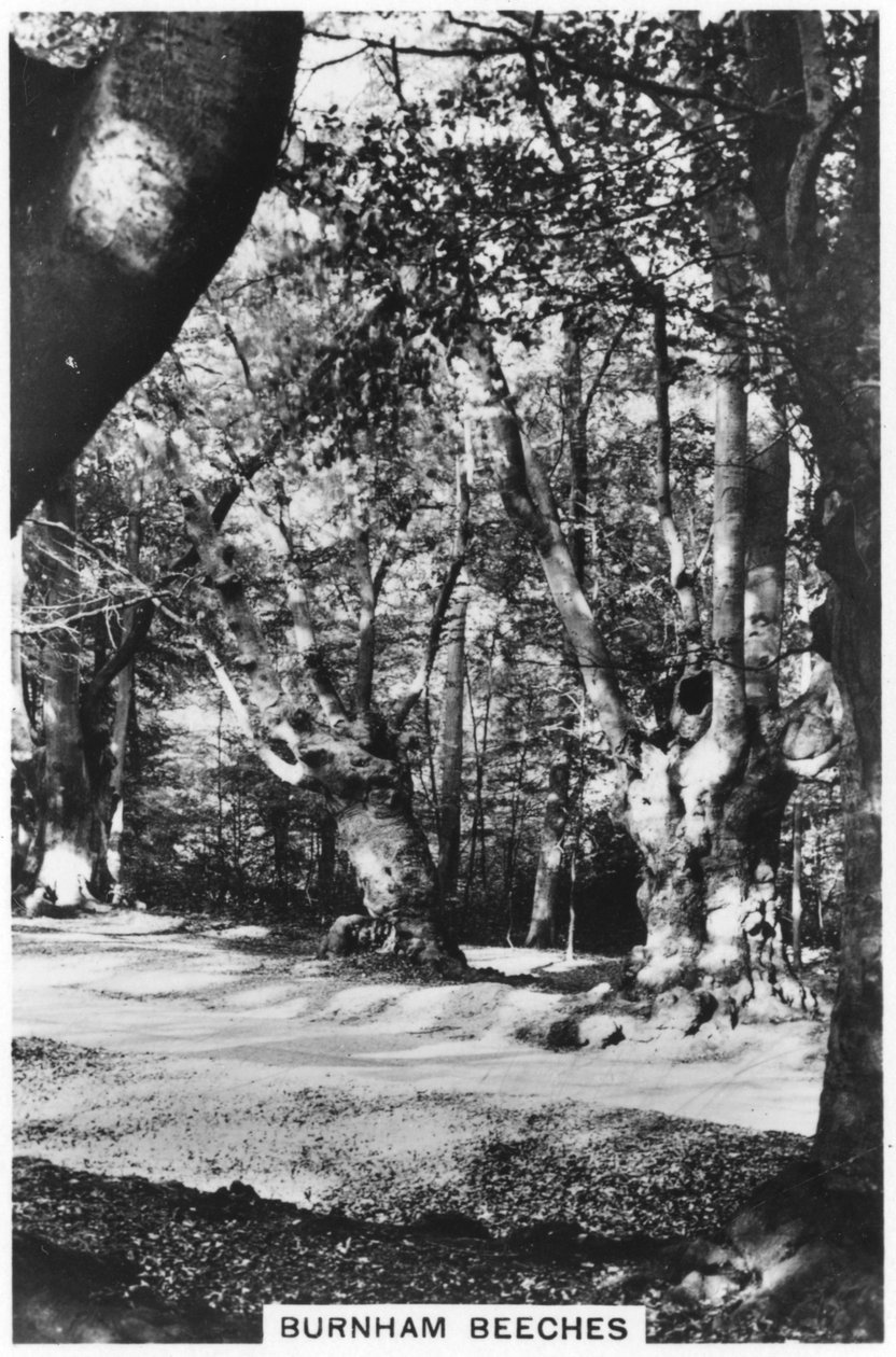 Burnham Beeches, Buckinghamshire, 1937 od Unbekannt