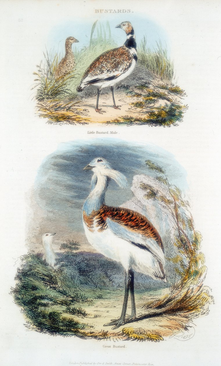 Drops, 1835 od Unbekannt