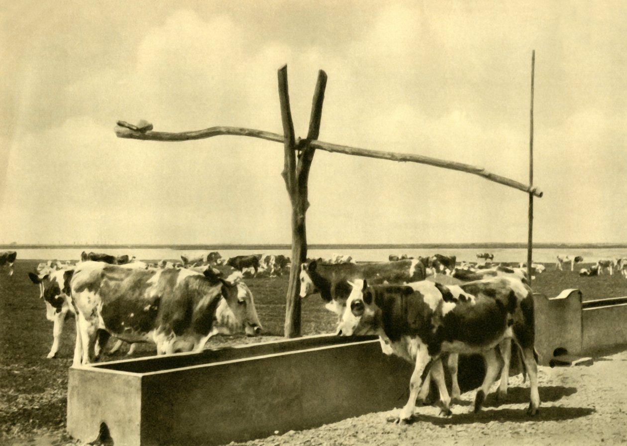 Dobytek pije u koryta, Burgenland, Rakousko, c1935. od Unbekannt