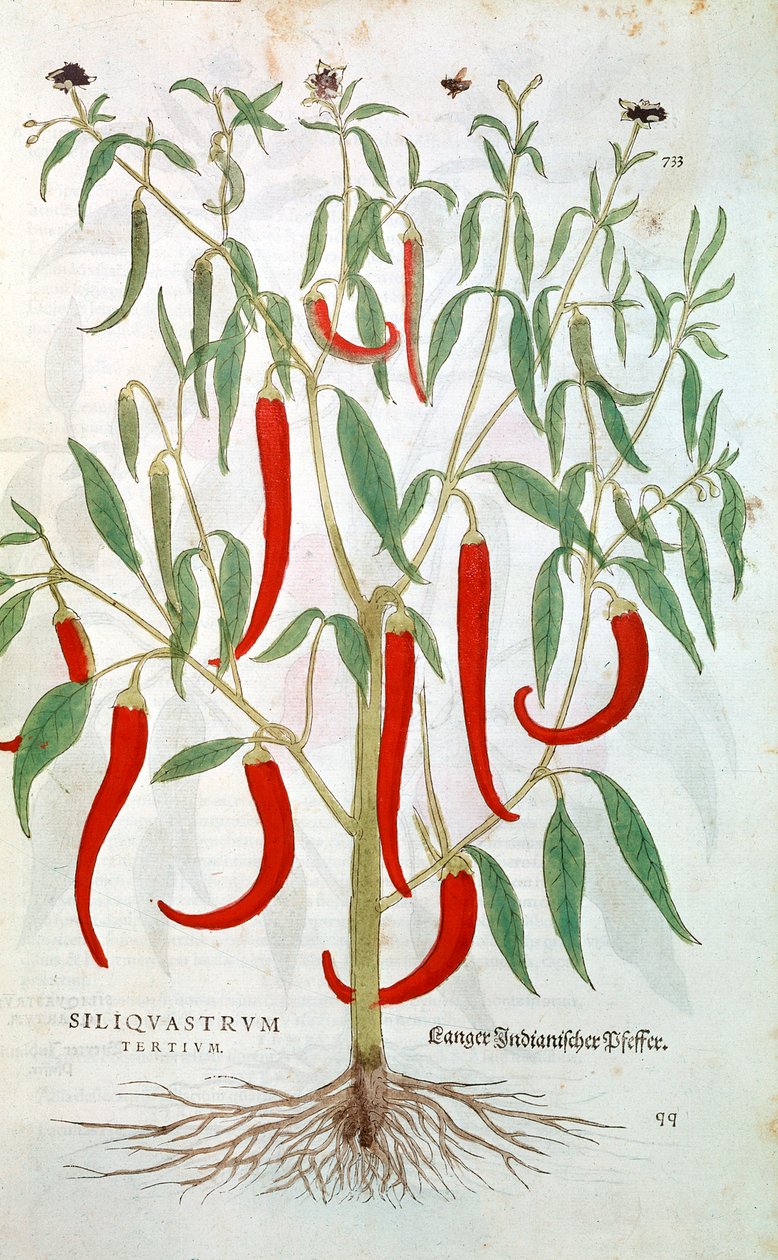 Kajenský pepř rostlina Capsicum, 16. století od Unbekannt
