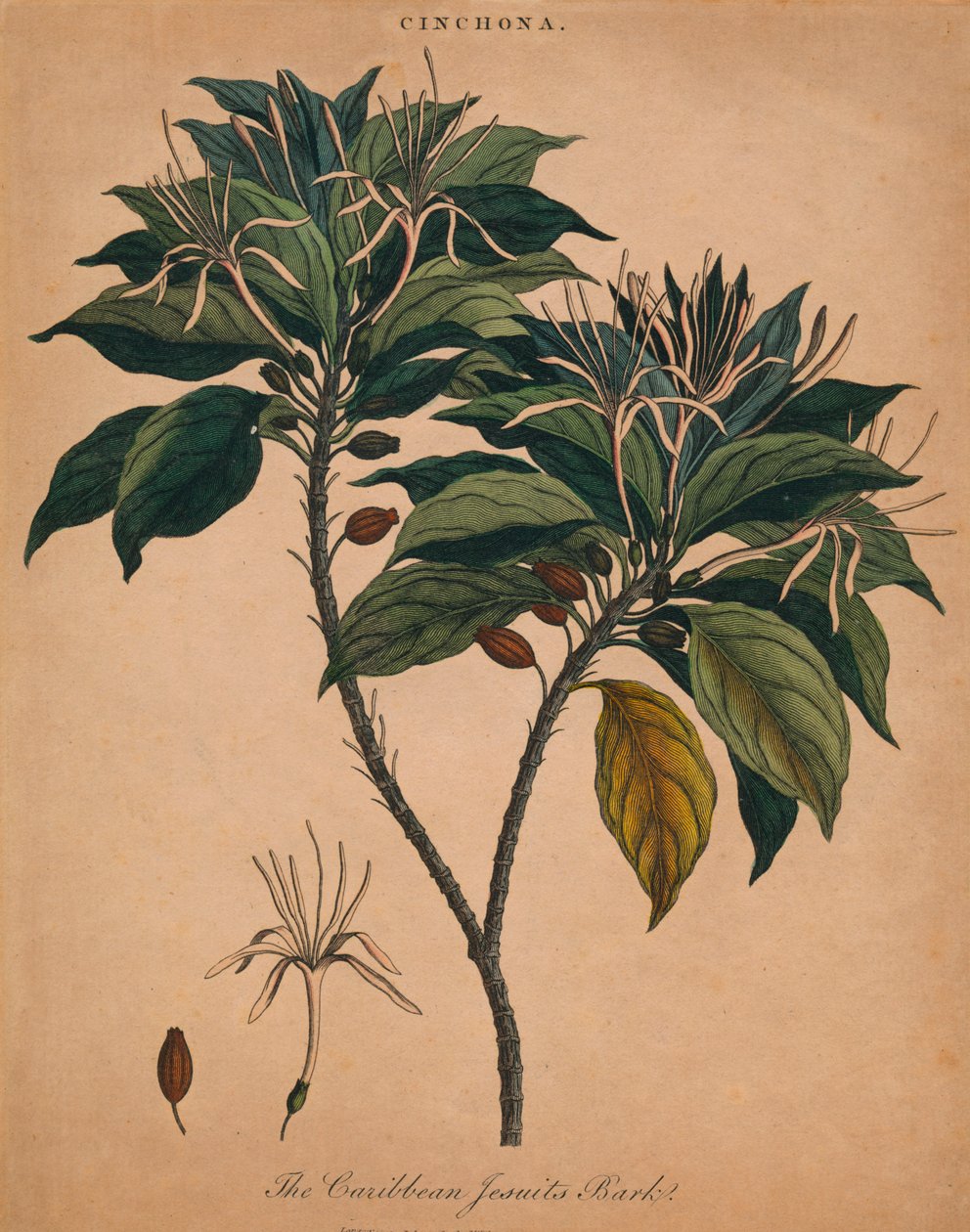 Mochna. Karibská jezuitská kůra, 1801. od Unbekannt
