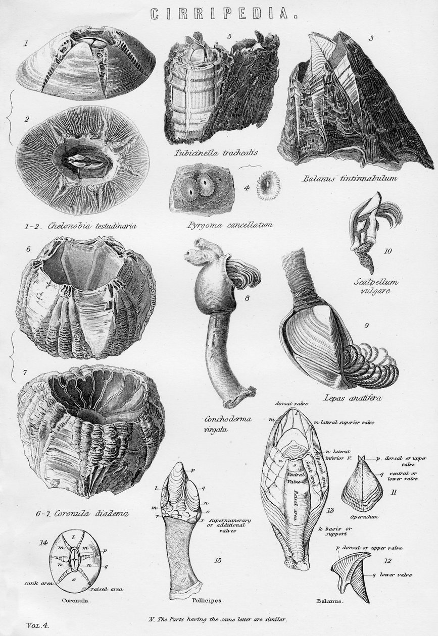 Cirripedia, 19. století od Unbekannt