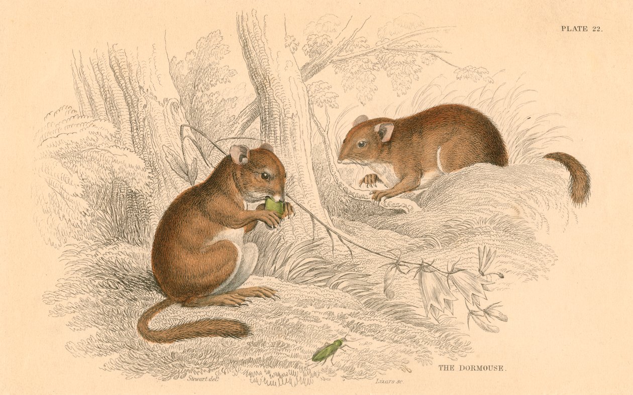 Plch obecný Muscardinus arvellanarius, hibernující hlodavec, 1828 od Unbekannt