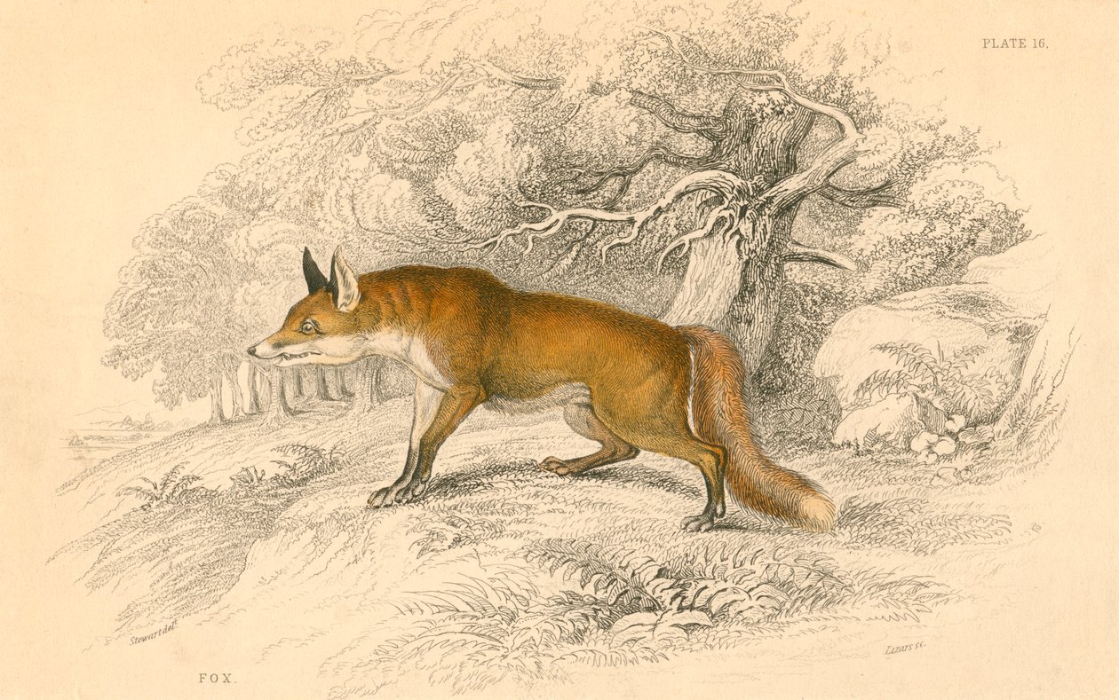 Liška obecná nebo červená Vulpes vulpes, 1828 od Unbekannt