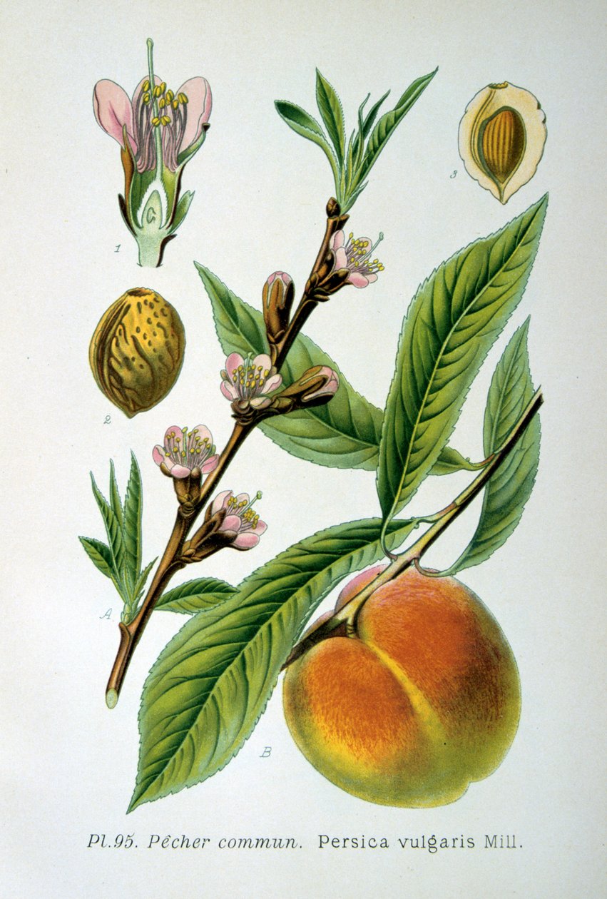 Broskev obecná, 1893 od Unbekannt