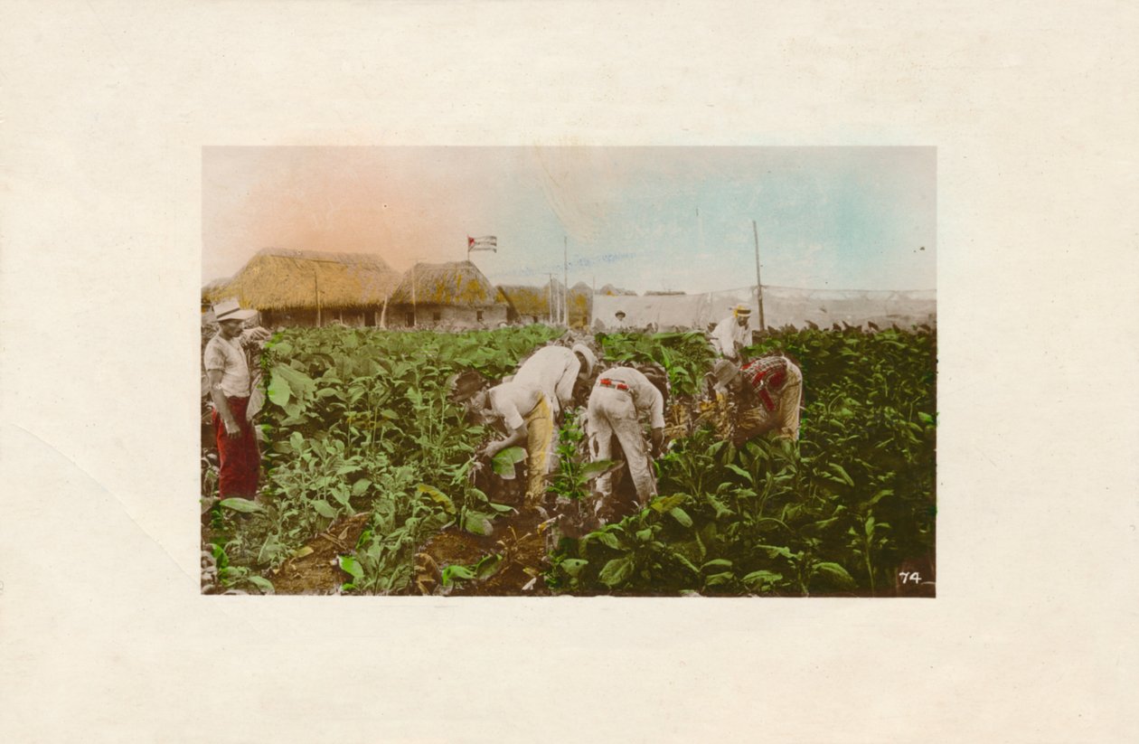 Cosecha de tabaco. - Tabacco Plantation., c1910 od Unbekannt