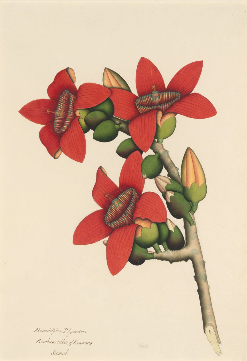 Cotton Tree Flowers, ca. 1800-1805. od Unbekannt