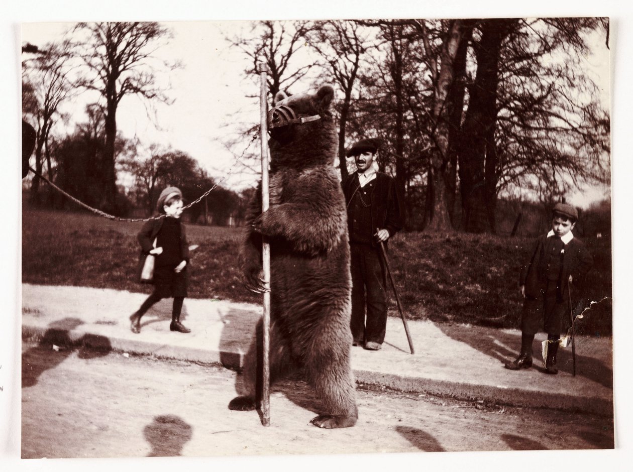 Tančící medvěd, c 1905 od Unbekannt