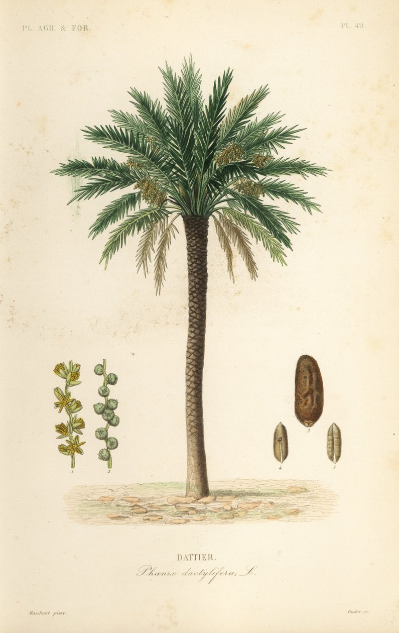 Datlovník, Phoenix dactylifera, Dattier od Unbekannt