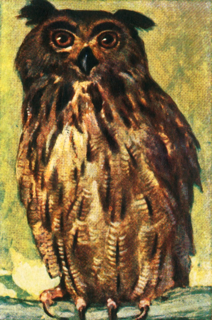 Výr velký, c1928. od Unbekannt