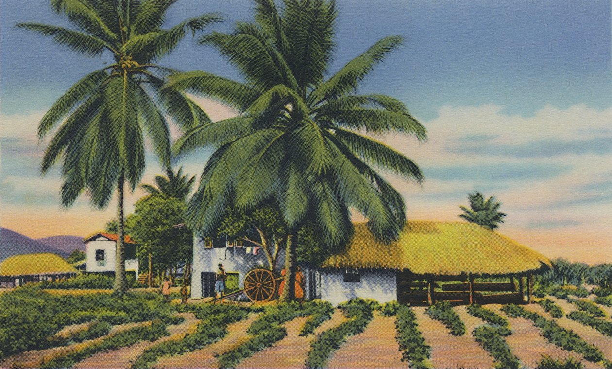 East Indian Huts, Trinidad, B.W.I., c1940. od Unbekannt