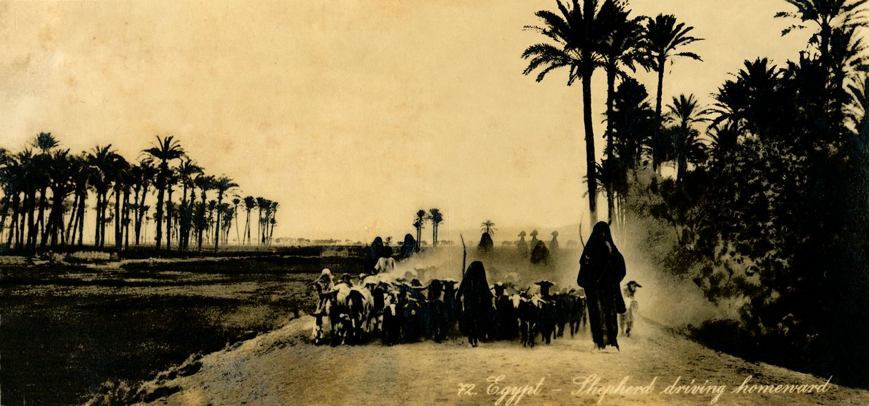 Egypt - ovčák jedoucí domů, c1918-c1939. od Unbekannt