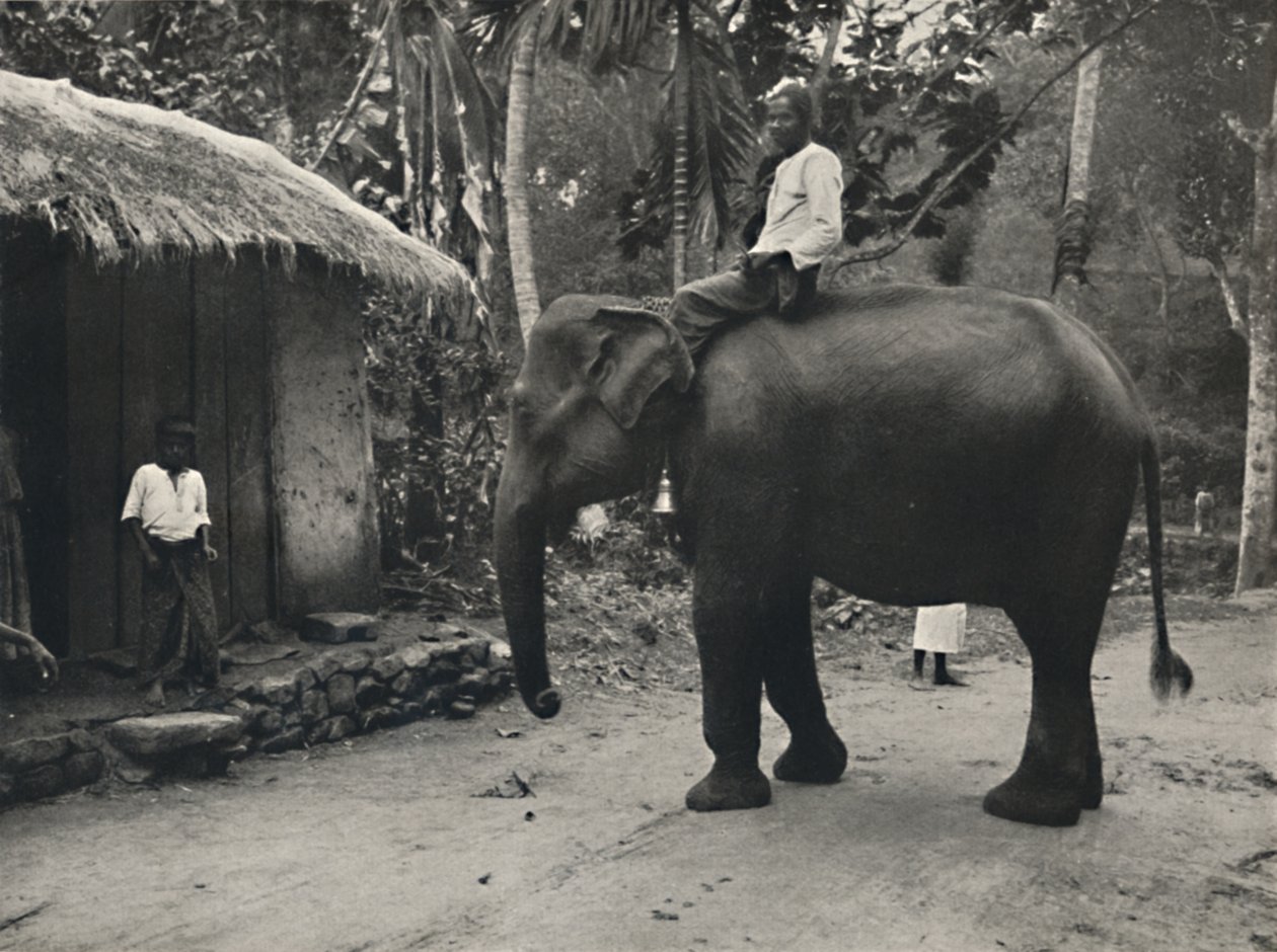 Slon na cestě poblíž Kandy, 1926 od Unbekannt