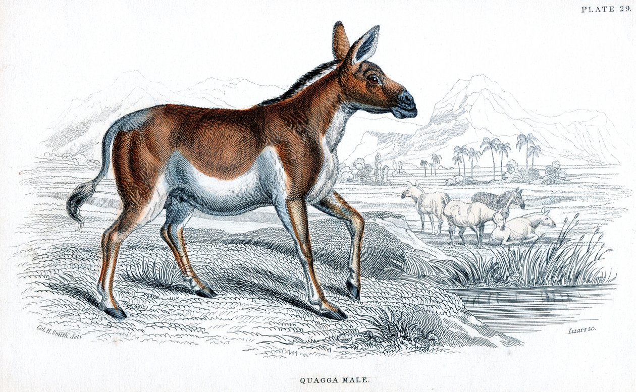 Rytina Quagga, c1830 od Unbekannt