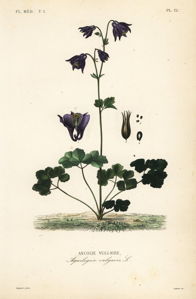 Evropská kolumbína, Aquilegia vulgaris, Ancolie vulgaire od Unbekannt