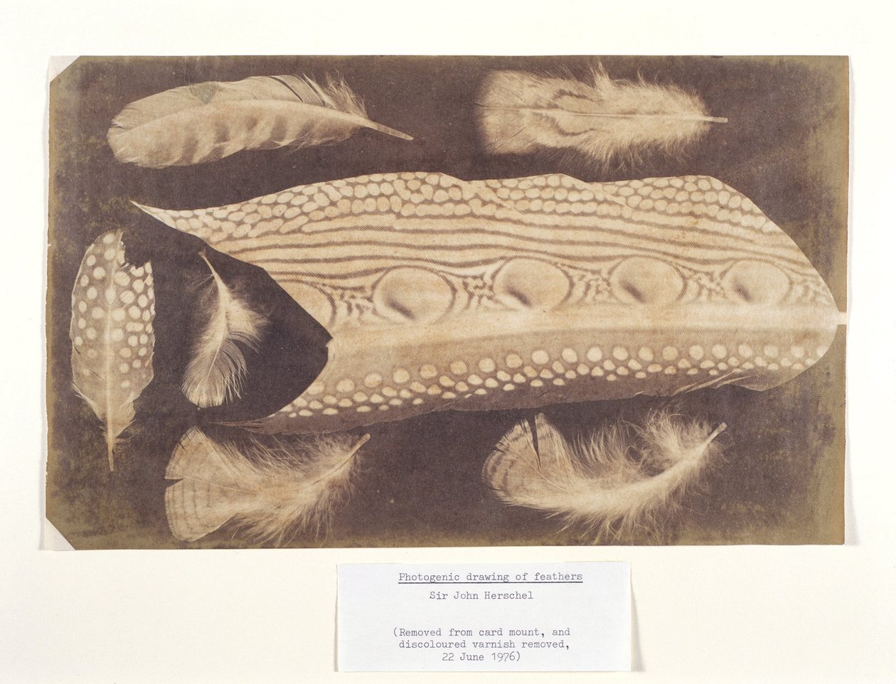 Peří, c 1840 od Unbekannt