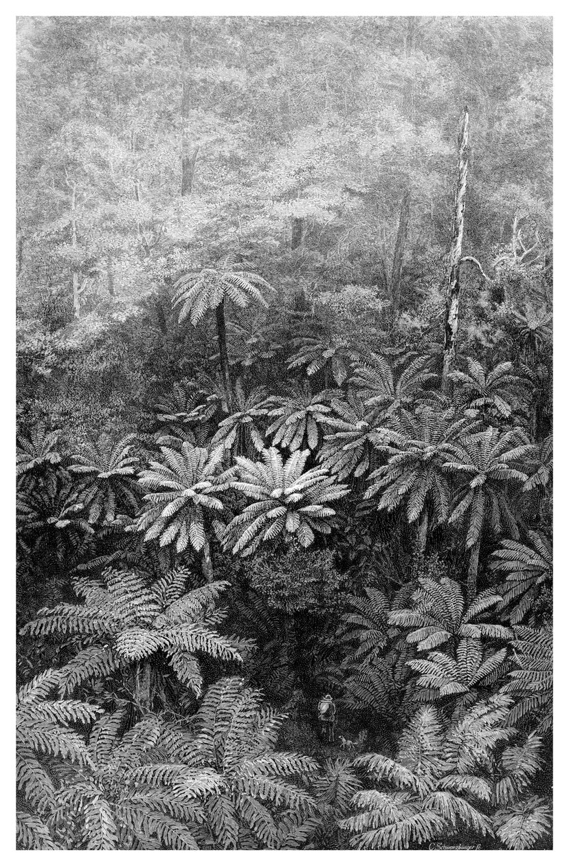 Fern Tree Gully, Austrálie, 1886 od Unbekannt
