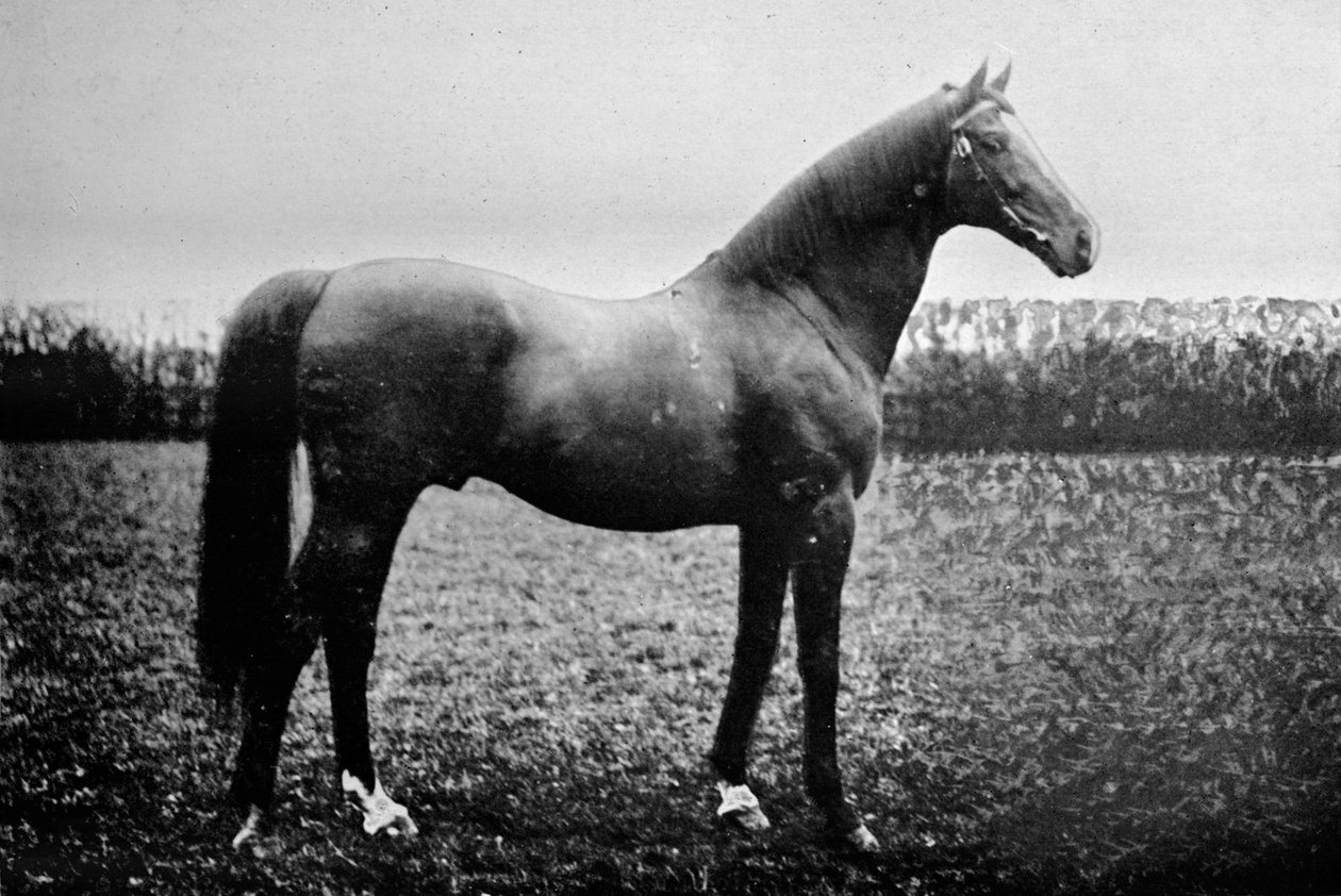 Florizel II, 1911 od Unbekannt