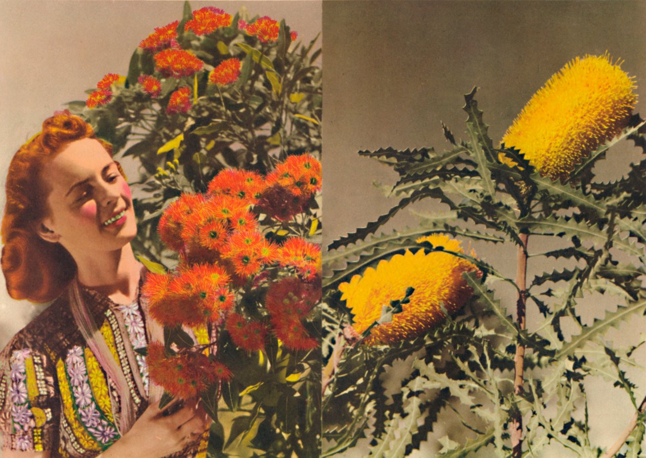 Kvetoucí guma a Banksia, c1947. od Unbekannt