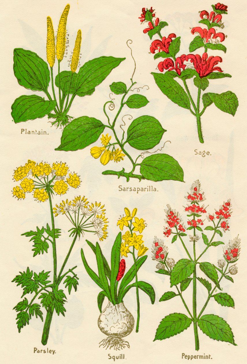 Květiny: Jitrocel, Sarsaparilla, Šalvěj, Petržel, Squill, Máta peprná, c1940 od Unbekannt