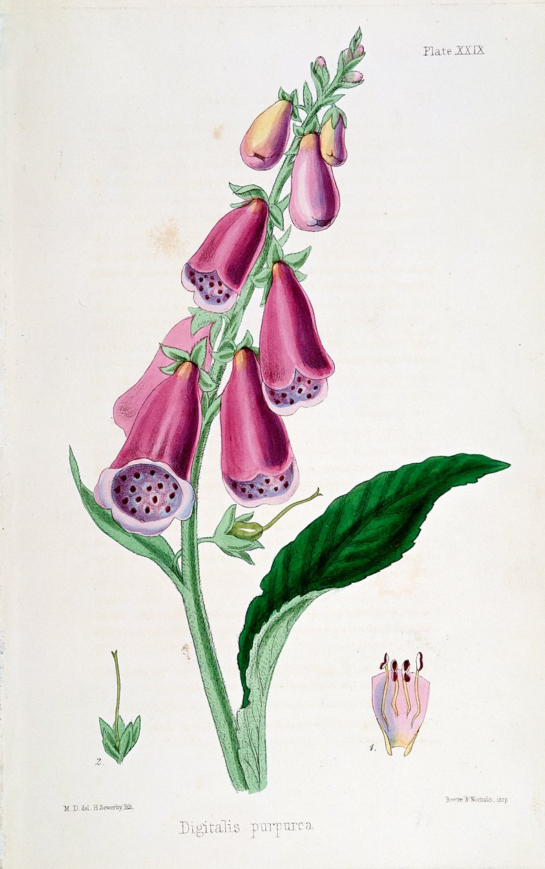 Náprstník Digitalis purpurea, 19. století. od Unbekannt