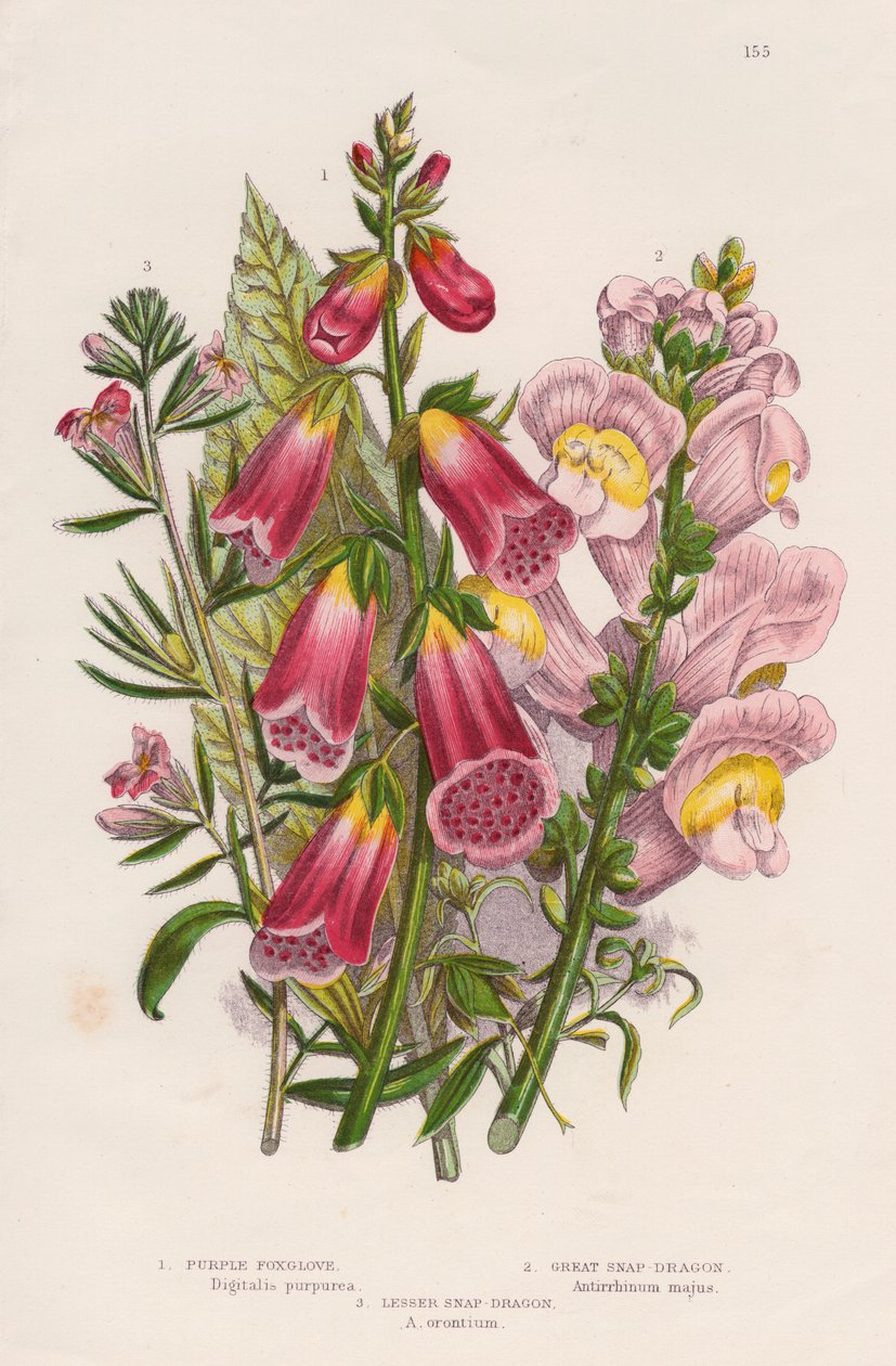Náprstník Digitalis purpurea centrum, c1885. od Unbekannt
