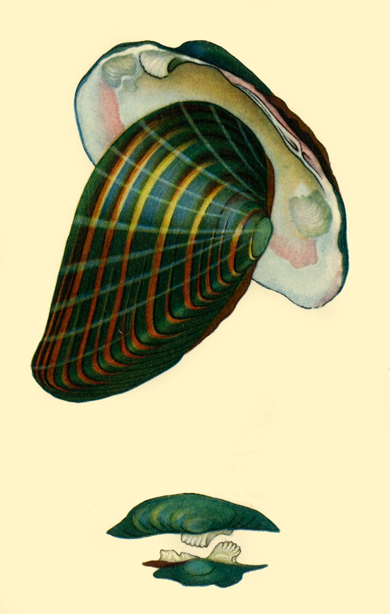 Sladkovodní mušle, 1801, 1946. od Unbekannt