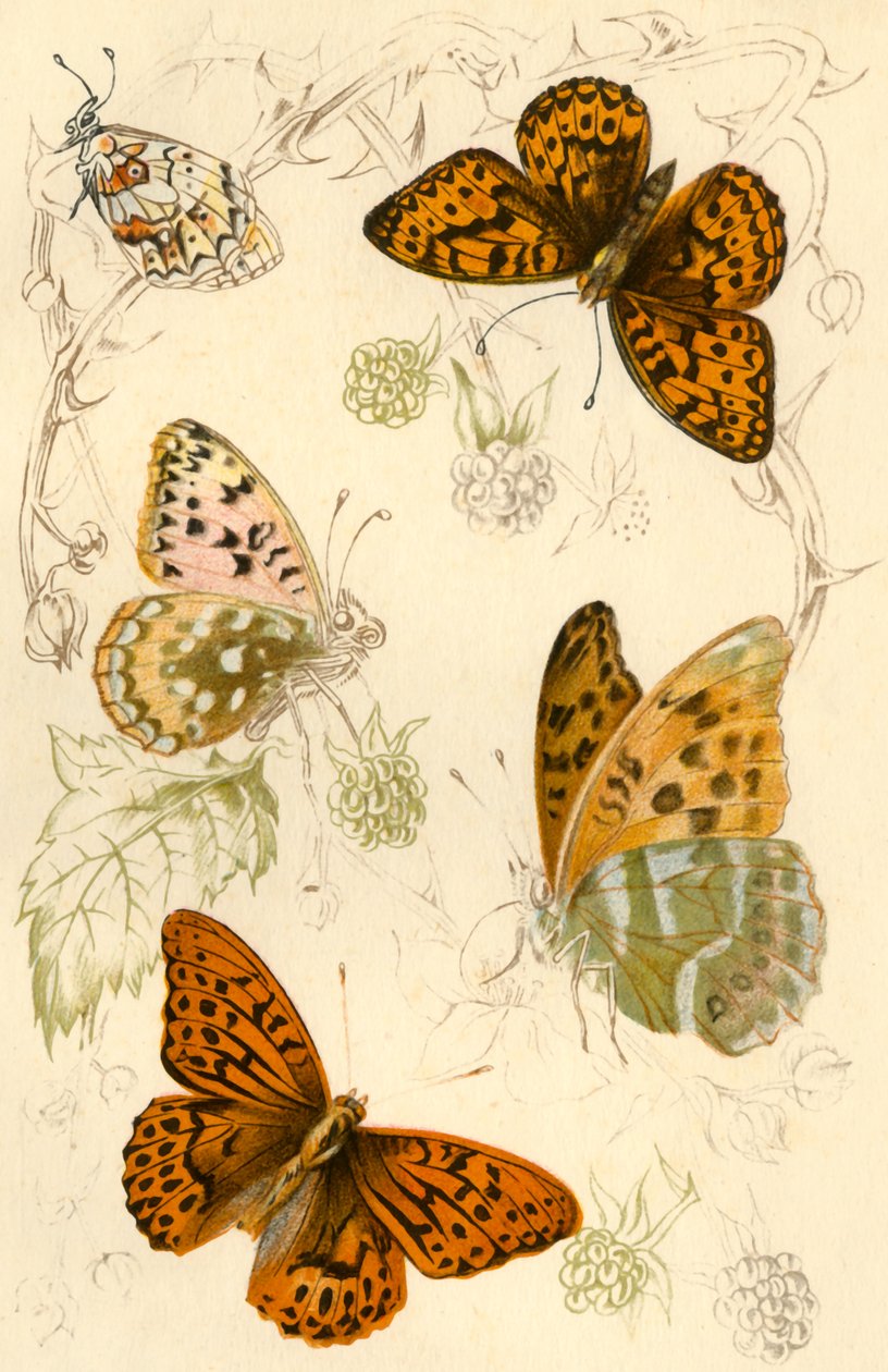 Motýli fritillary, 19. století. od Unbekannt