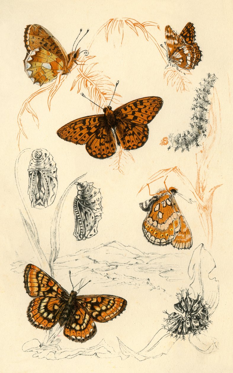Motýli fritillary, 19. století. od Unbekannt
