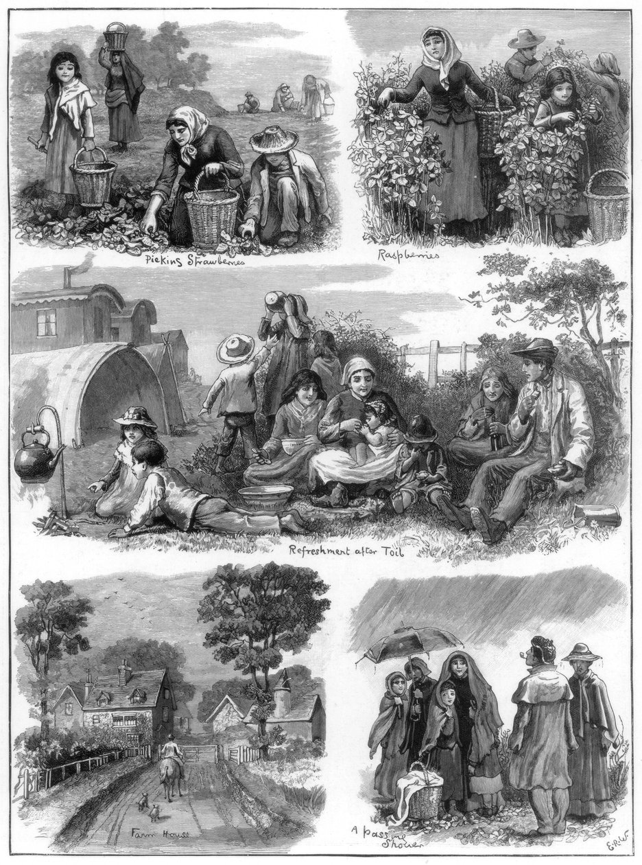 Sběrači ovoce, 1899 od Unbekannt