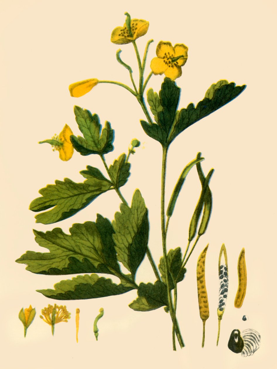 "Velký vlaštovičník", 1839, 1944. od Unbekannt