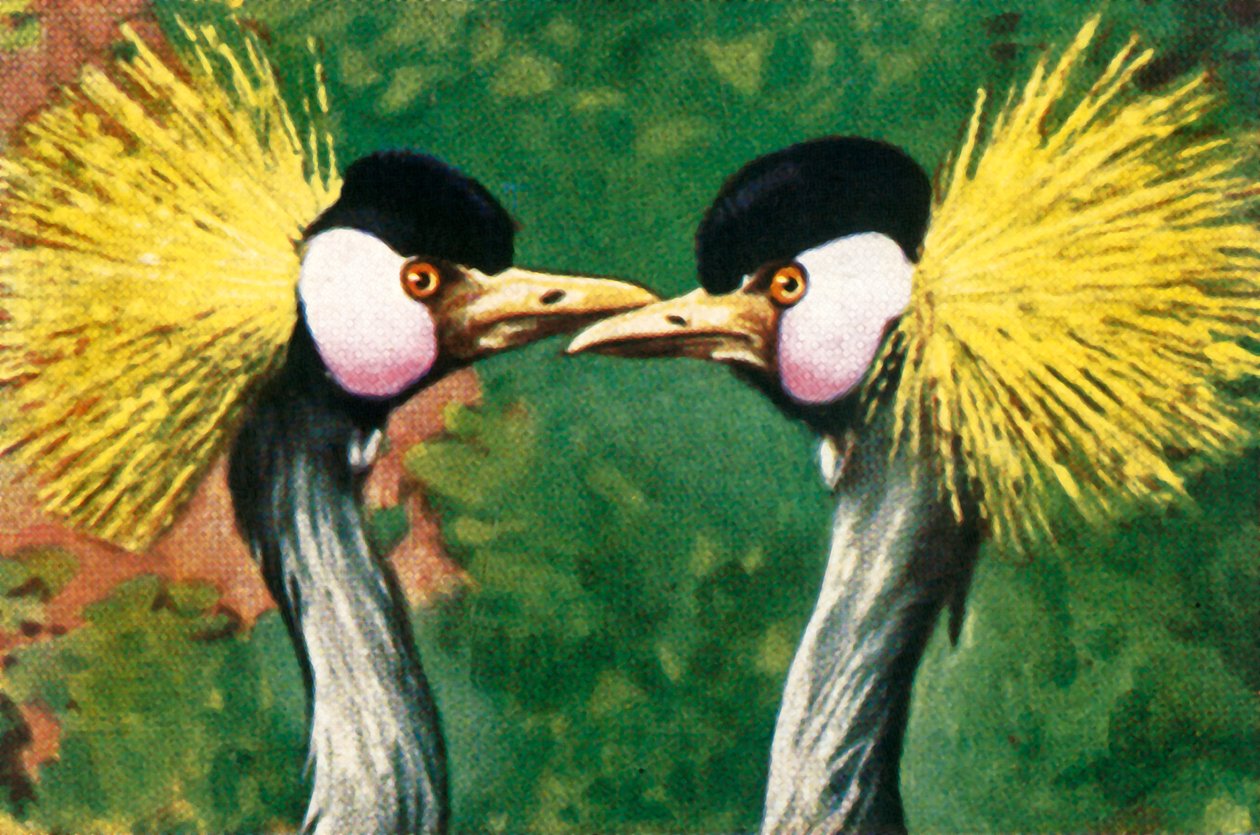 Šedí korunovaní jeřábi, c1928. od Unbekannt