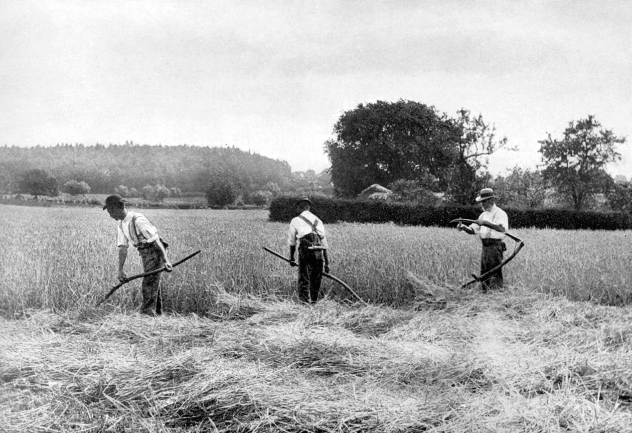 Sklizeň sena, 1926 od Unbekannt
