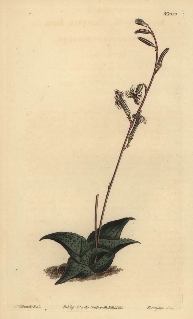 Haworthia venosa (recurved aloe, Aloe recurva) od Unbekannt