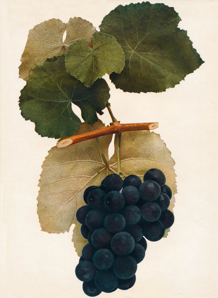 Herbert, 1908. od Unbekannt