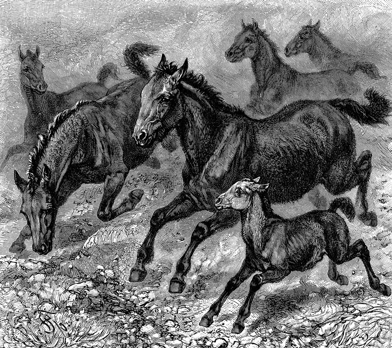Stádo Tarpana, 1893 od Unbekannt