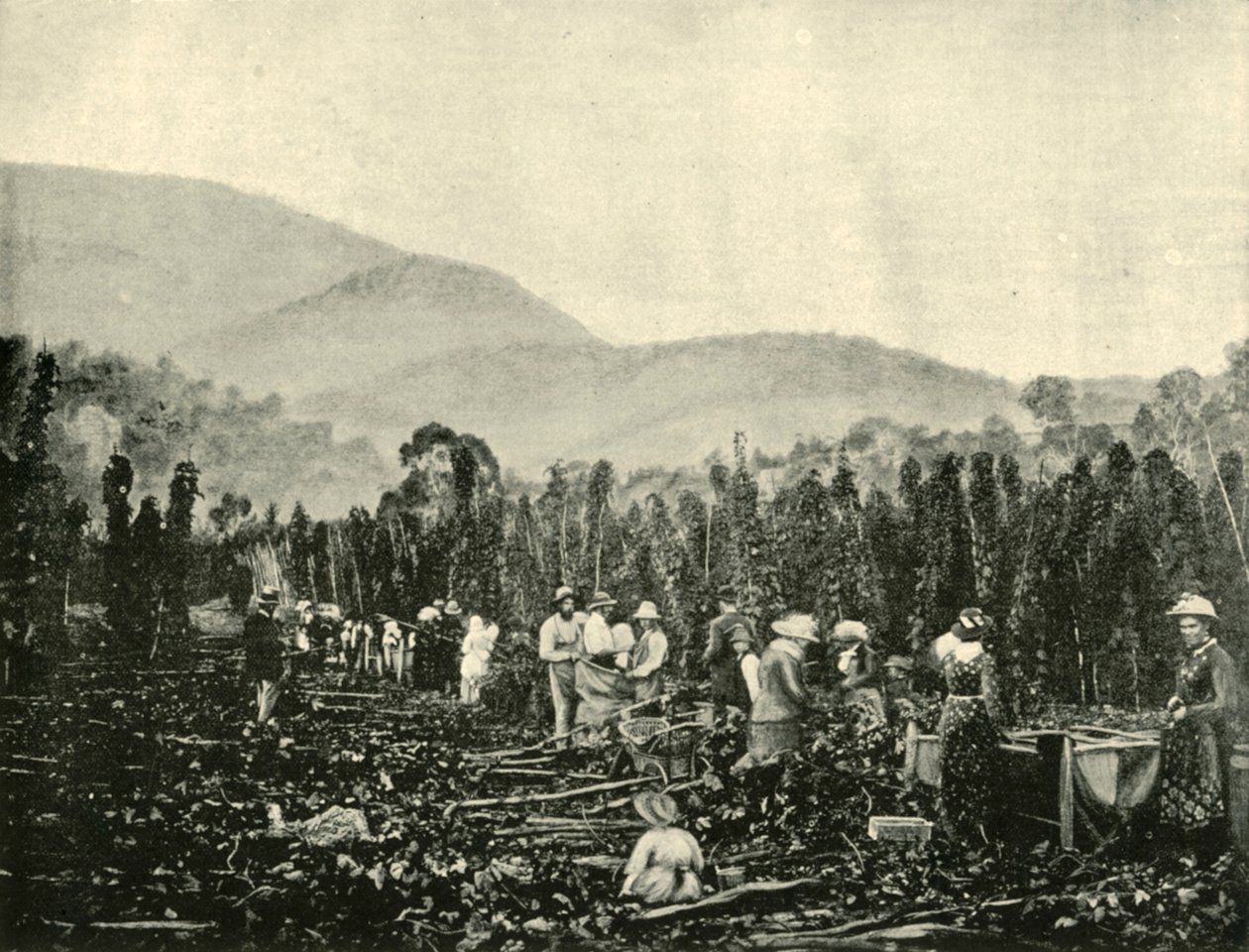 Sběr chmele v Tasmánii, 1901. od Unbekannt