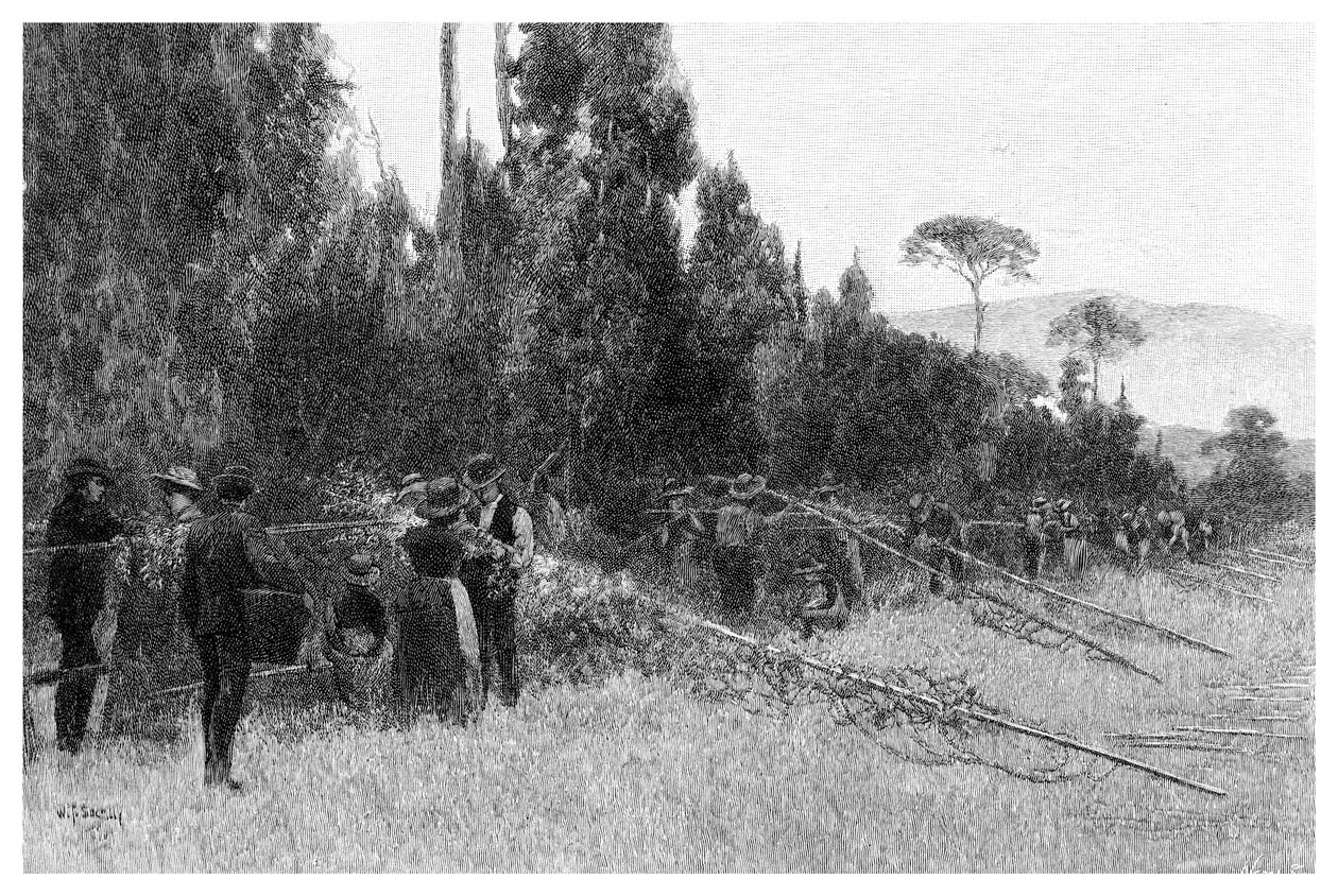 Sběr chmele poblíž Bairnsdale, Austrálie, 1886 od Unbekannt