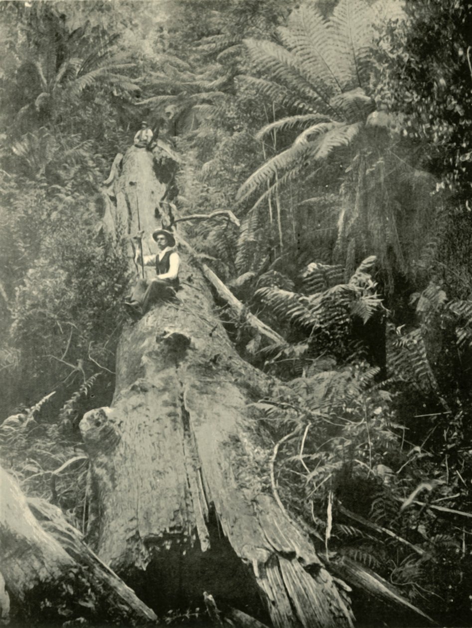 How Are The Mighty Fallen, 1901. od Unbekannt