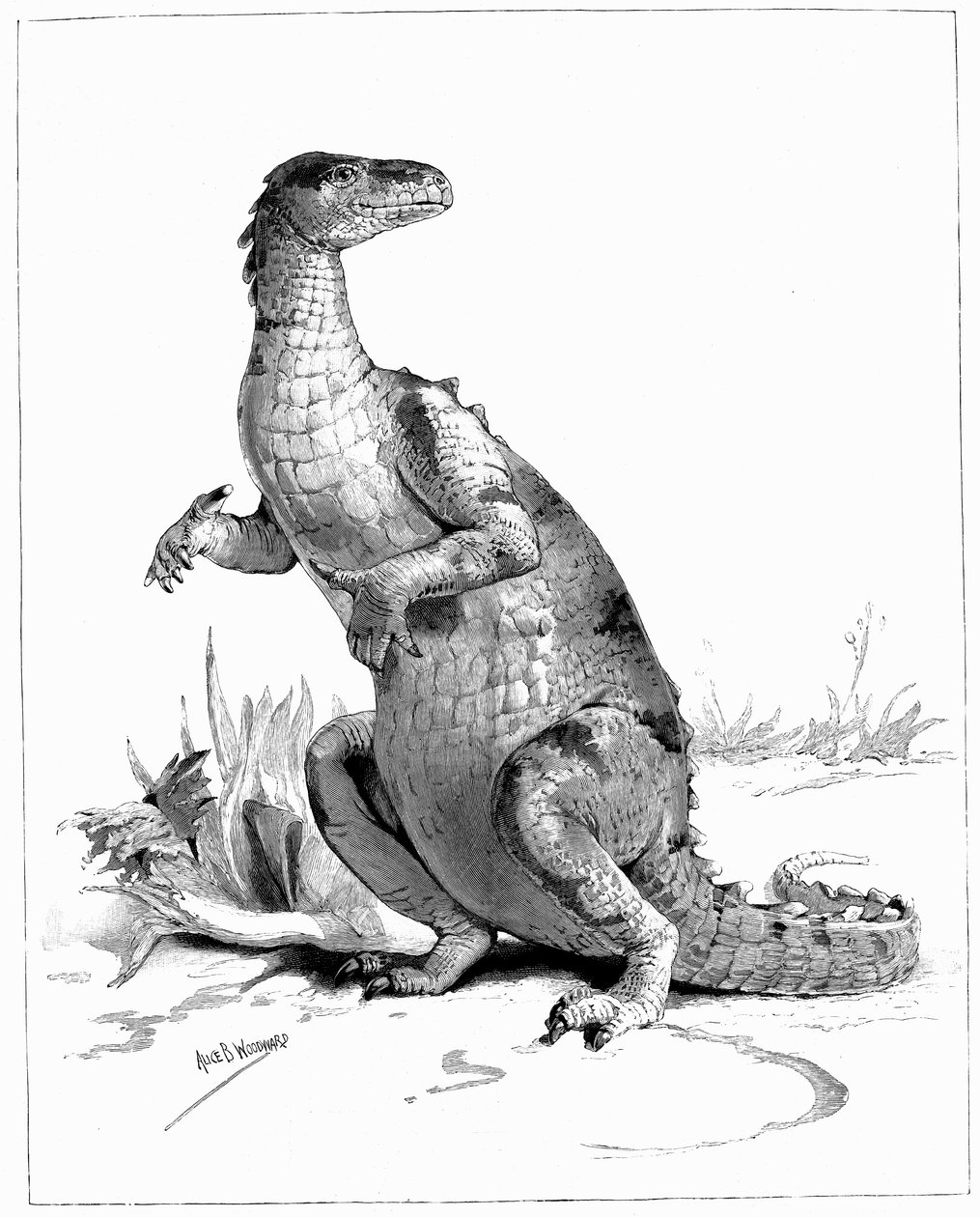 Iguanodon, 1895 od Unbekannt