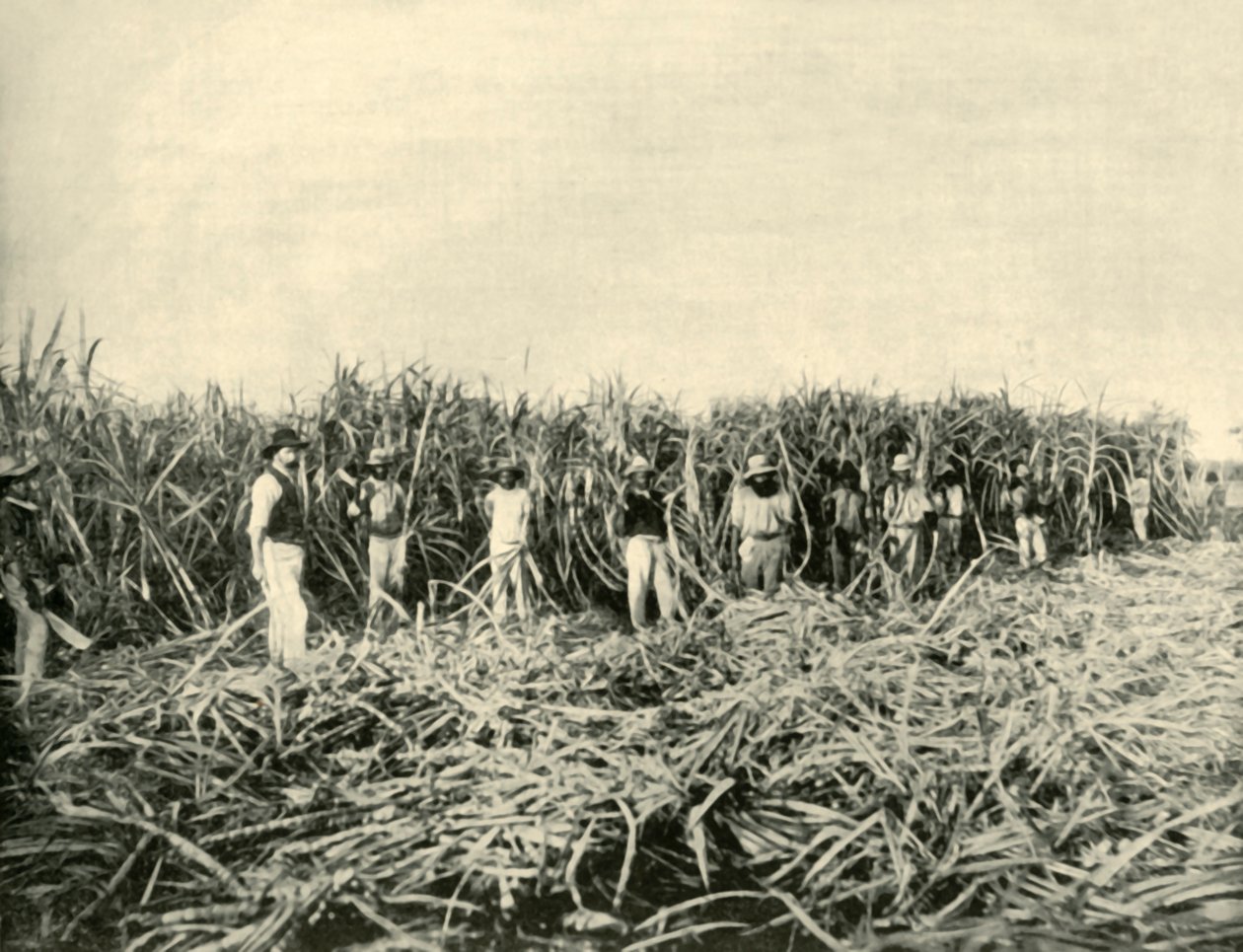 Na cukrové plantáži Queensland, 1901. od Unbekannt