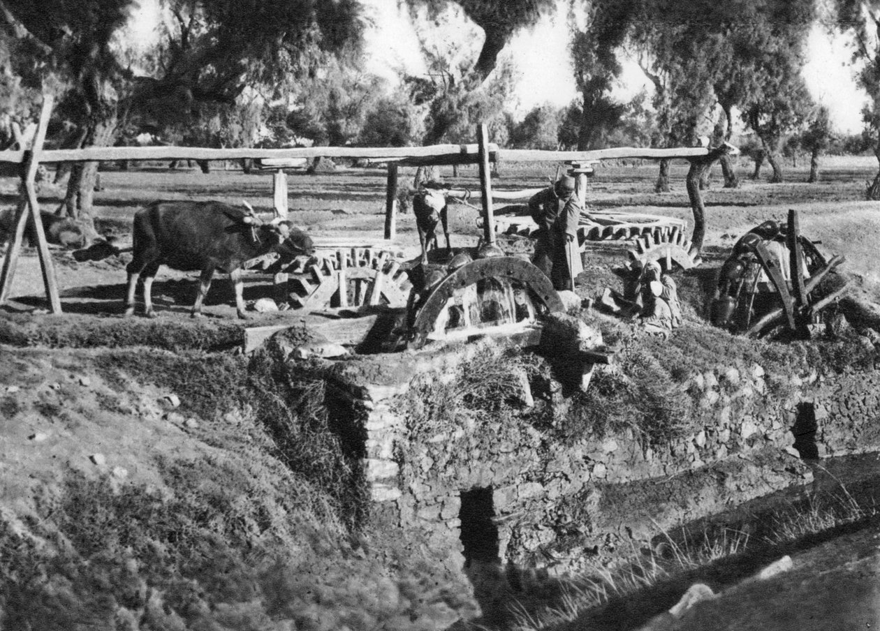 Zavlažovací pole poblíž Káhiry, Egypt, c1920 od Unbekannt