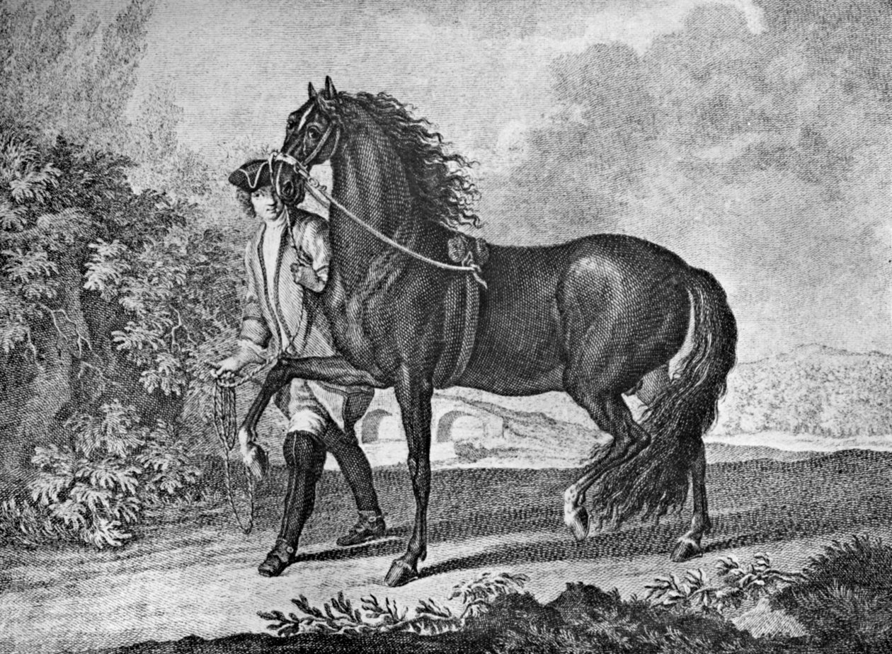 Italský neapolský kůň, 1722 1938 od Unbekannt