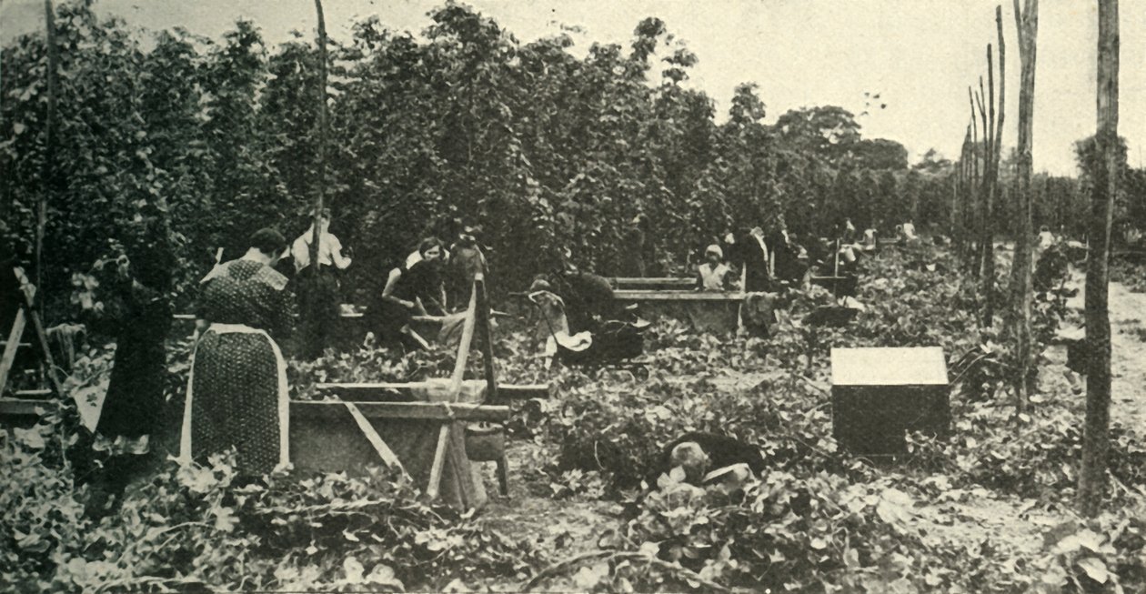 Kent Hops, c1948. od Unbekannt