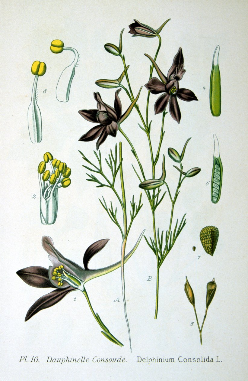 Larkspur, 1893 od Unbekannt
