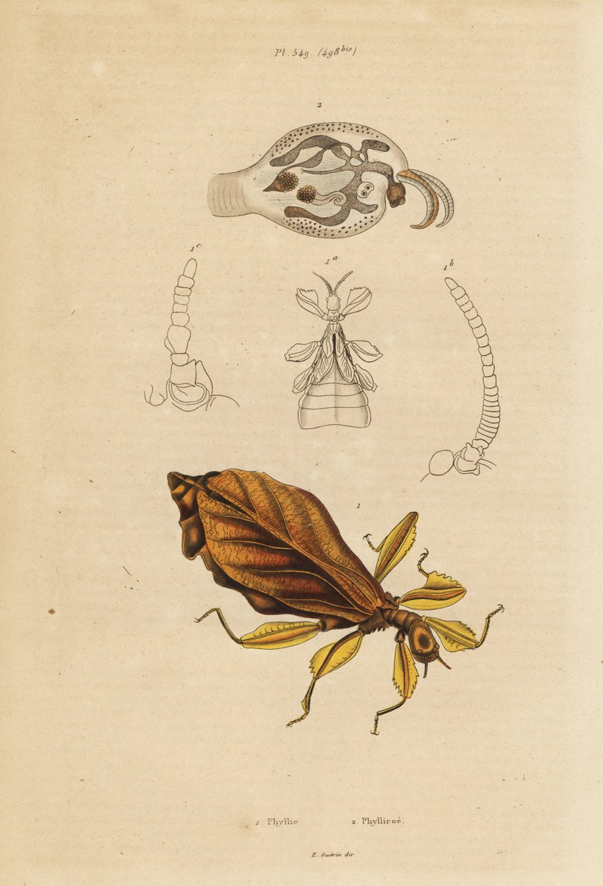 Listový hmyz, druhy Phyllium, a nudibranch, druhy Phylliroe od Unbekannt
