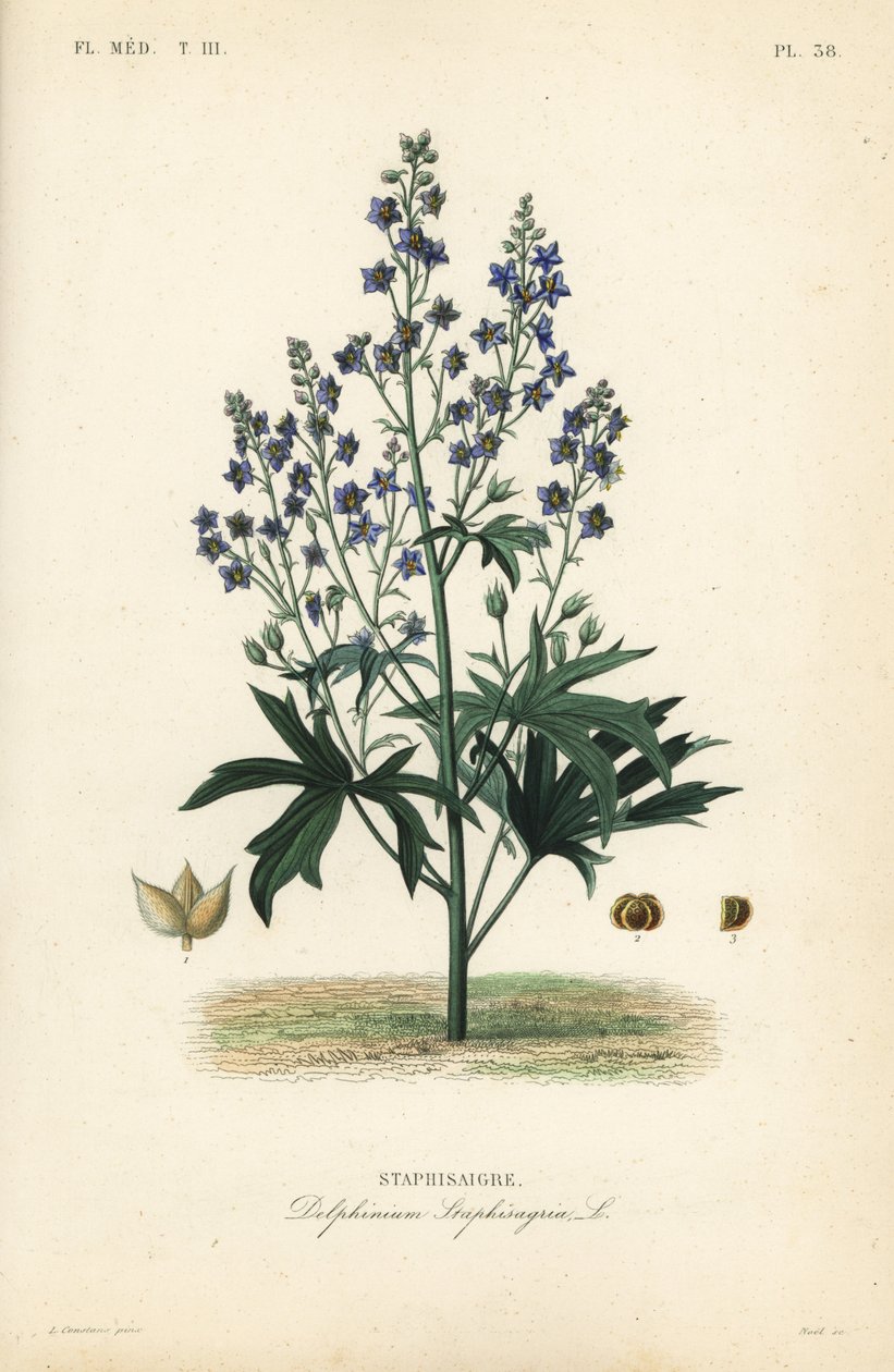 Like-Bene a Stavessere, Delphinium Staphysagriae, Staphysagri od Unbekannt