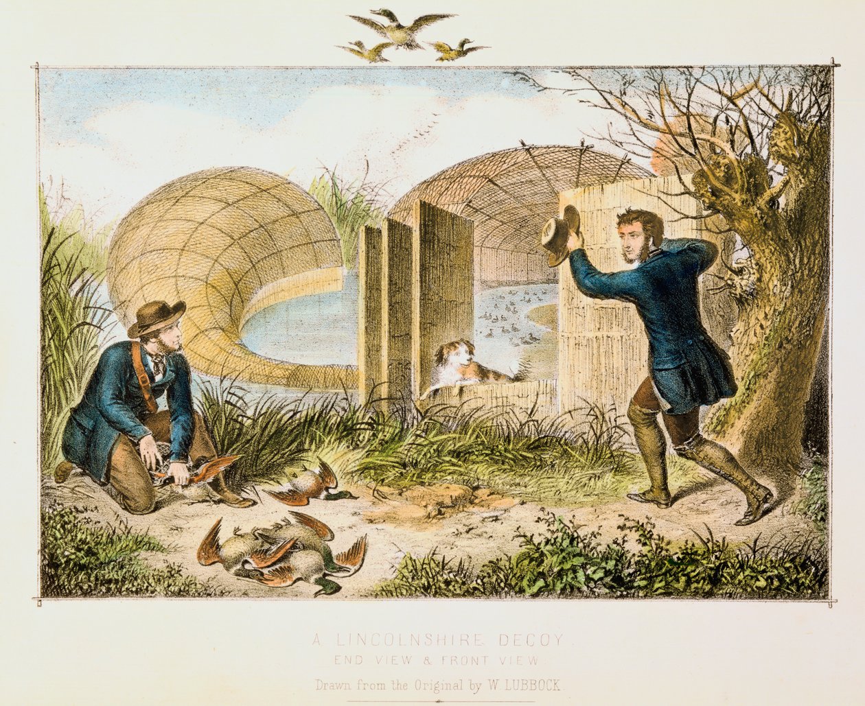 Lincolnshire Duck Decoy, c1845 od Unbekannt