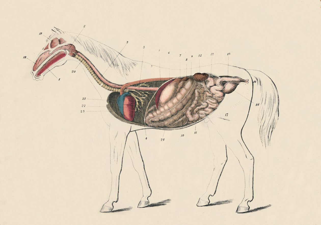 Podélný řez koně, c1879. od Unbekannt